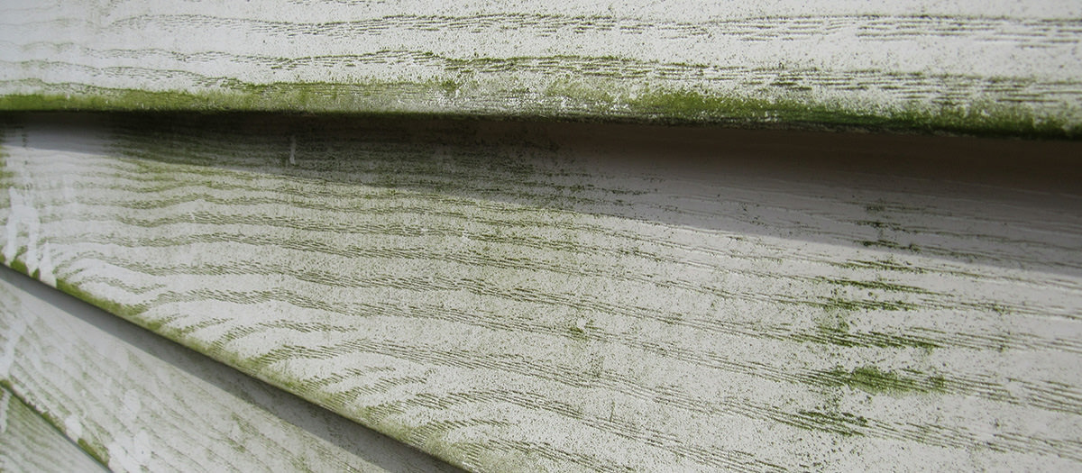PMV Blog Mildew Mildewy vinyl house siding.